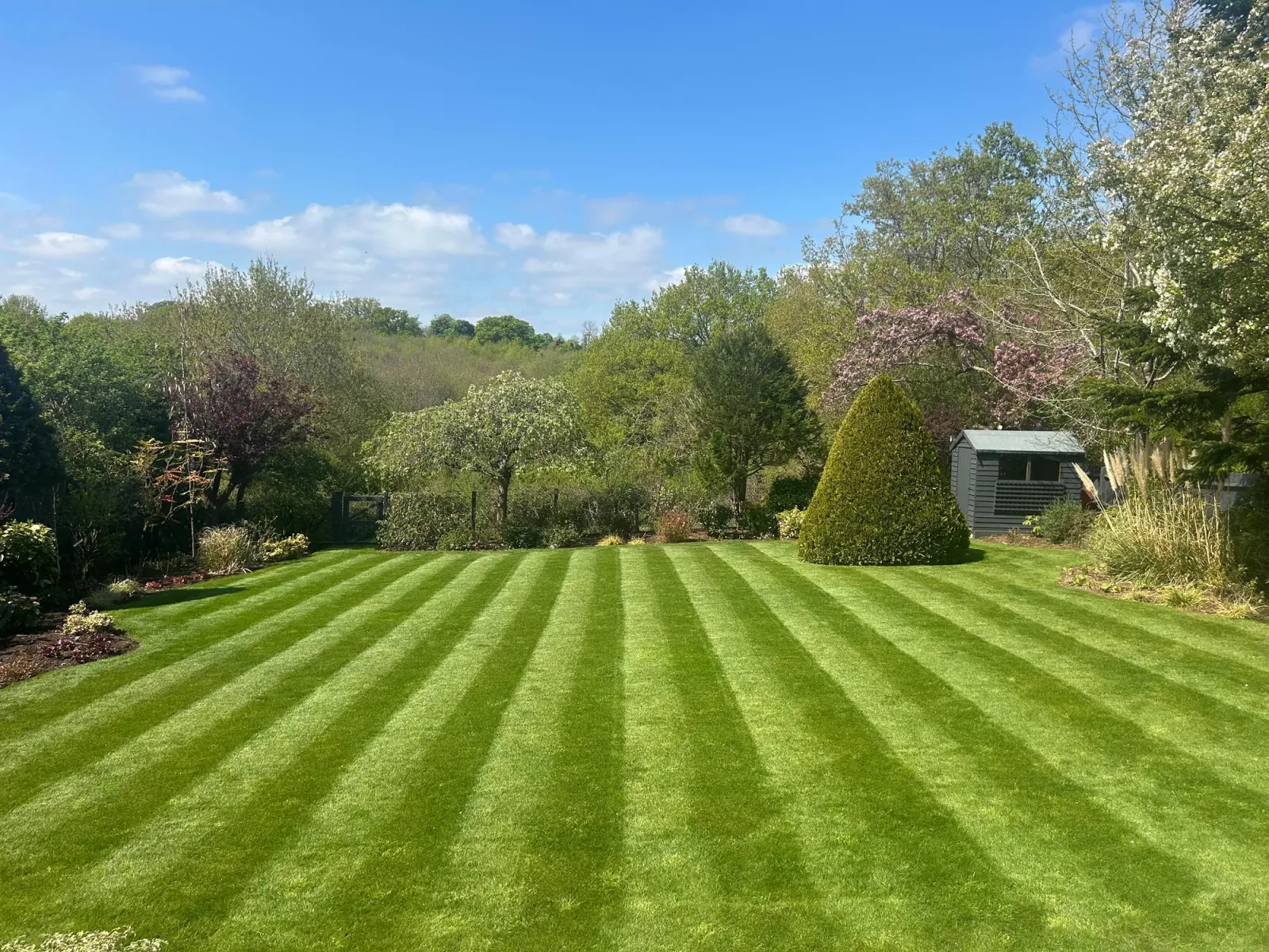 Teena project: vivid striped lawn, fresh borders and clear blue sky
