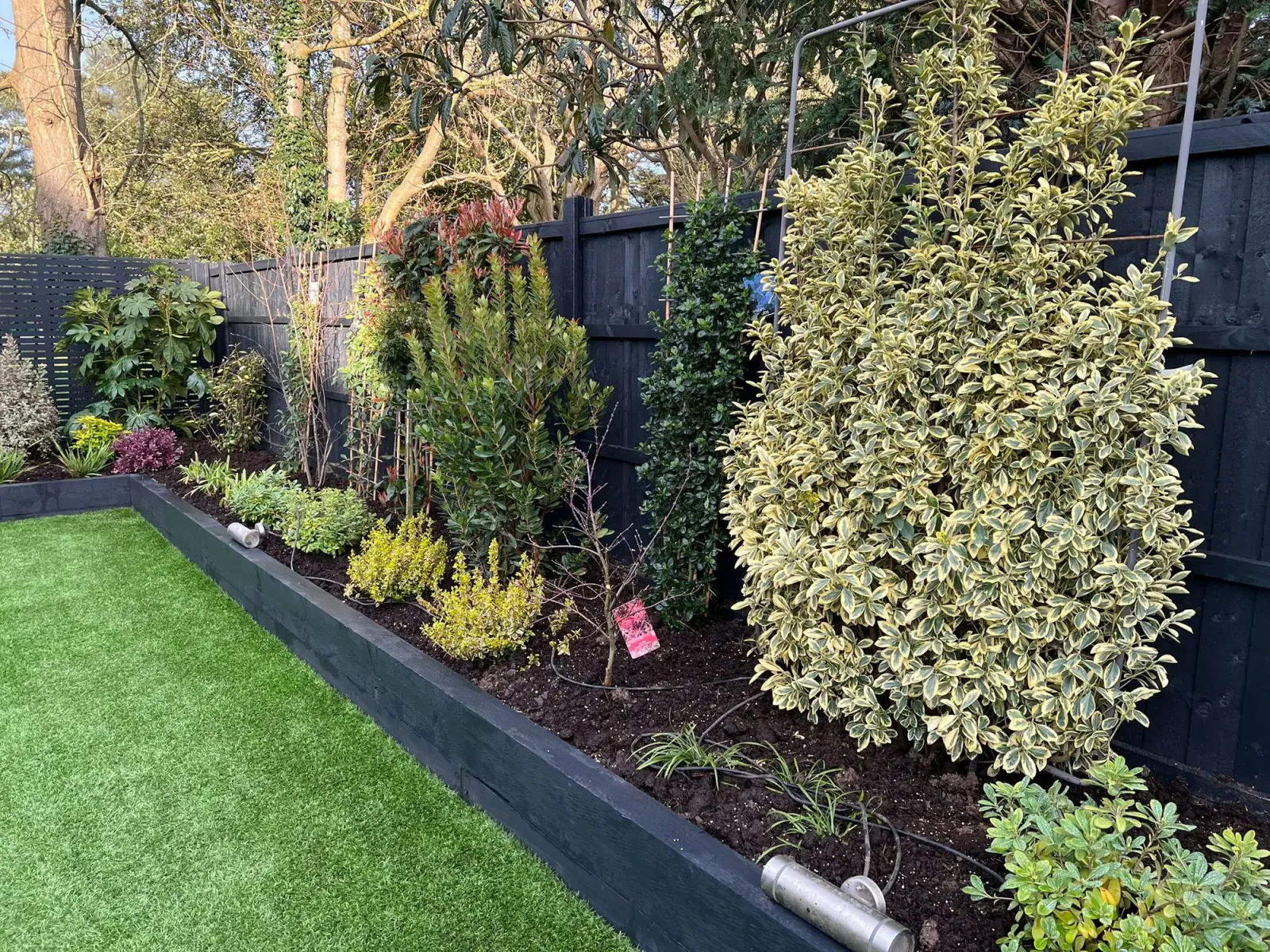 Finchley Central N3: railway sleeper raised bed painted black with new variegated shrubs