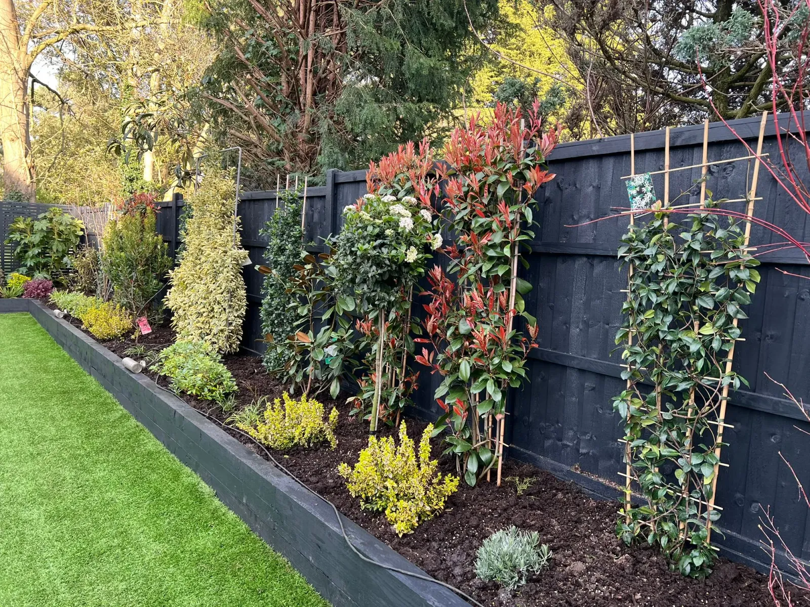 Close-up of cordyline, photinia red robin and climbing trellis vines in a black raised bed